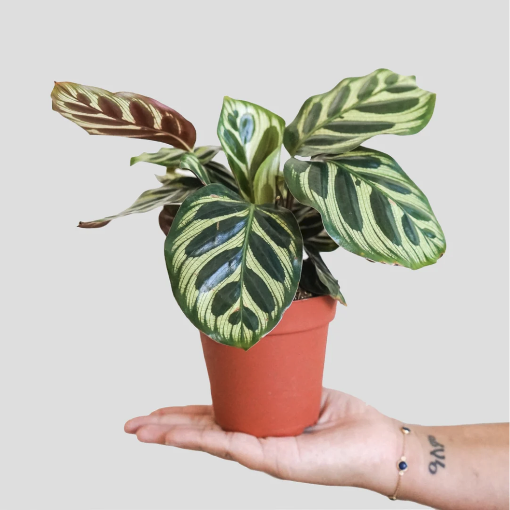 ZZ Plant — THE PLANT CHICA